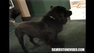 Nancy Vee Strapon Ailig Dane